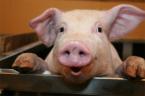 Wymagania dla gospodarstw utrzymujących świnie na własny użytek
