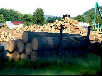 Wzmocnienie sektora drzewnego?