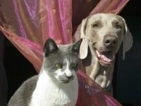 Procedura GIW dotycząca przemieszczania zwierząt towarzyszących z Ukrainy do Polski