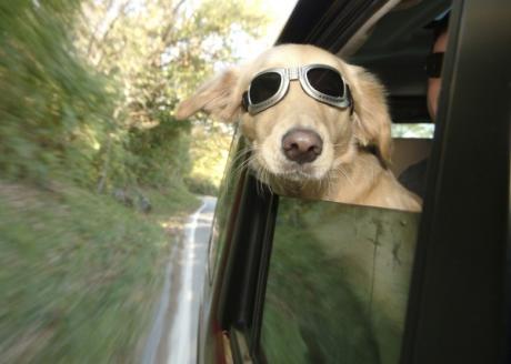 Odpowiedzialność za zwierzęta