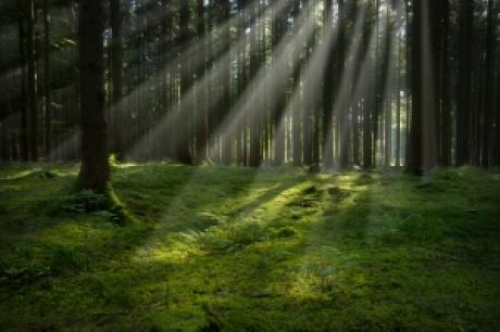 Specustawa o pozyskaniu gruntów leśnych pod inwestycje w Jaworznie i Stalowej Woli