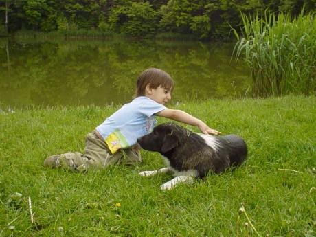 Opłata za posiadanie psa
